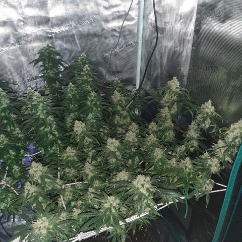 Gelato 44 growlog timeline photo