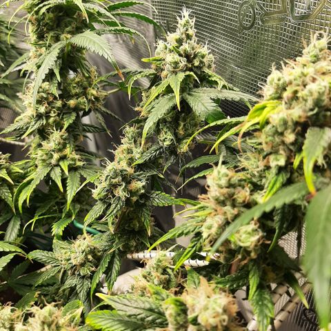 Gelato 44 growlog timeline photo