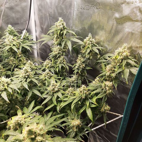 Gelato 44 growlog timeline photo