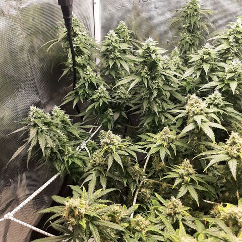 Gelato 44 growlog timeline photo