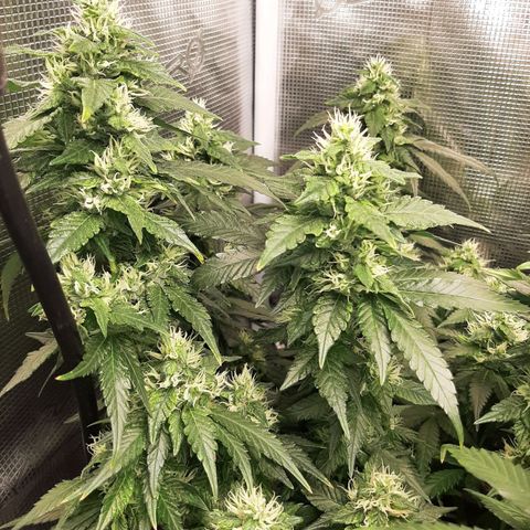 Gelato 44 growlog timeline photo