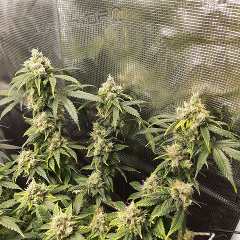 Gelato 44 growlog timeline photo