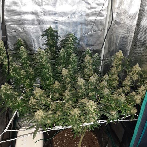 Gelato 44 growlog timeline photo