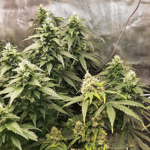 Gelato 44 growlog timeline photo
