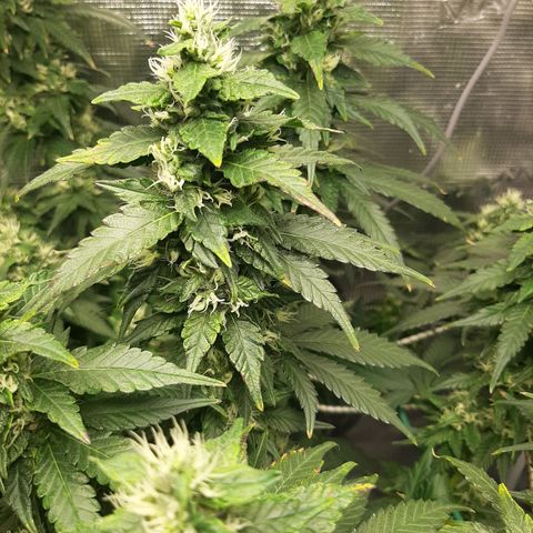 Gelato 44 growlog timeline photo