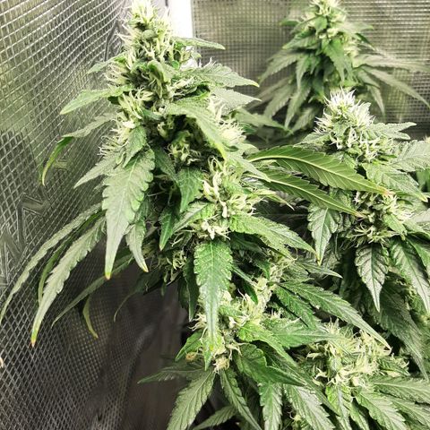Gelato 44 growlog timeline photo