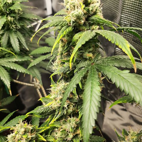Gelato 44 growlog timeline photo