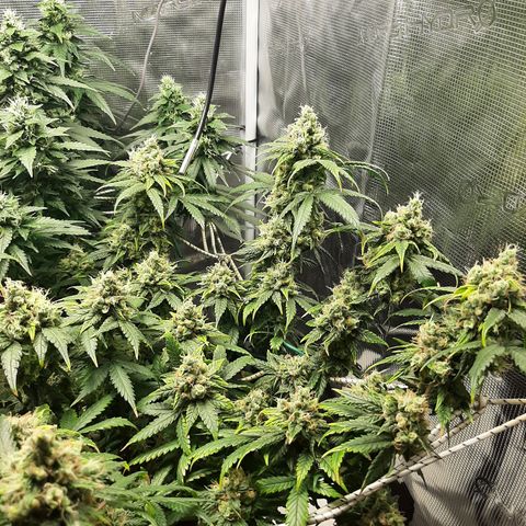Gelato 44 growlog timeline photo