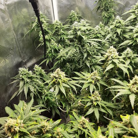 Gelato 44 growlog timeline photo