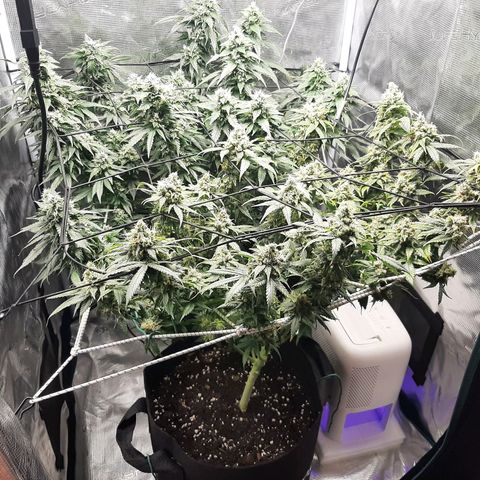 Gelato 44 growlog timeline photo