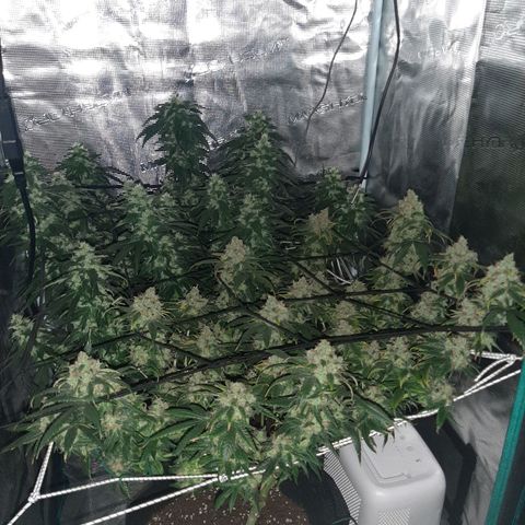 Gelato 44 growlog timeline photo