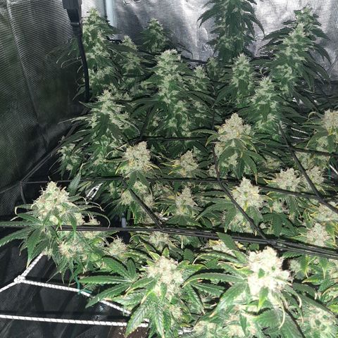 Gelato 44 growlog timeline photo
