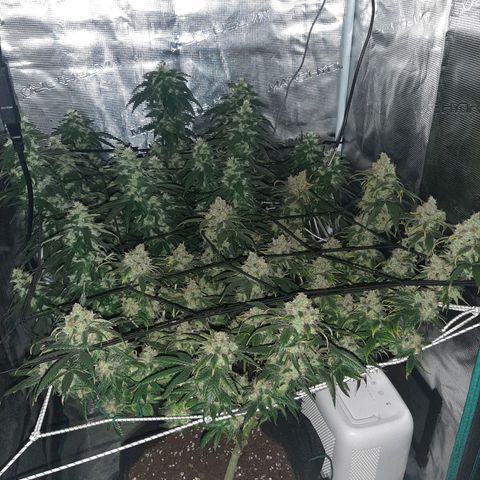 Gelato 44 growlog timeline photo