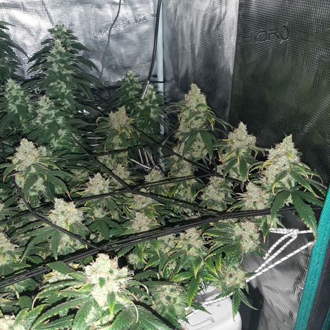 Gelato 44 growlog timeline photo