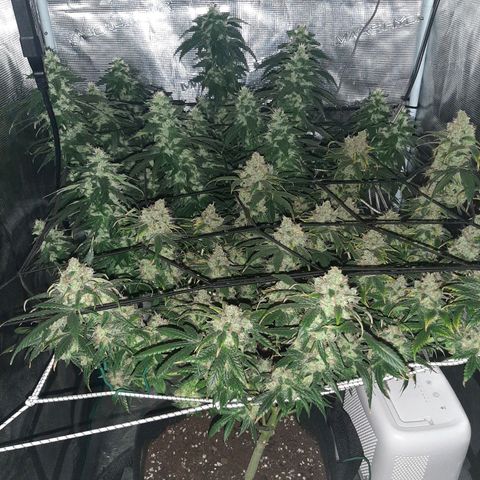 Gelato 44 growlog timeline photo
