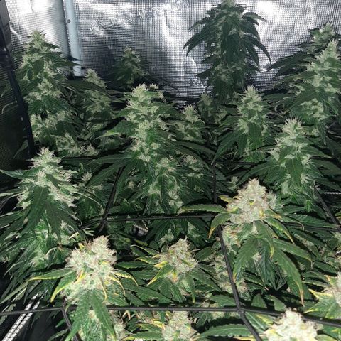 Gelato 44 growlog timeline photo