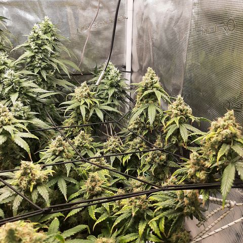 Gelato 44 growlog timeline photo