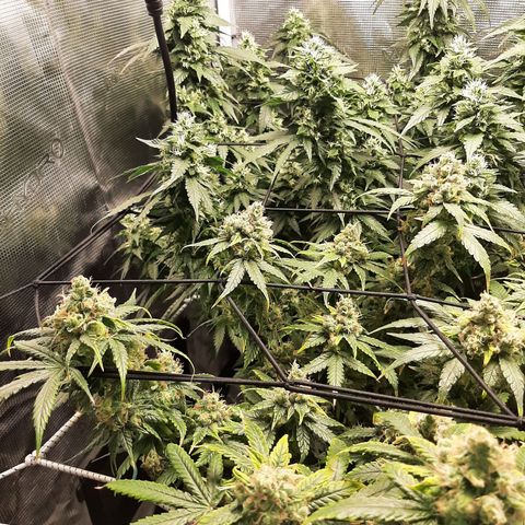 Gelato 44 growlog timeline photo