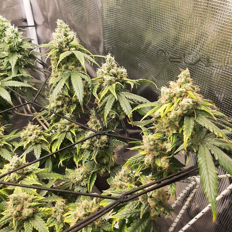 Gelato 44 growlog timeline photo
