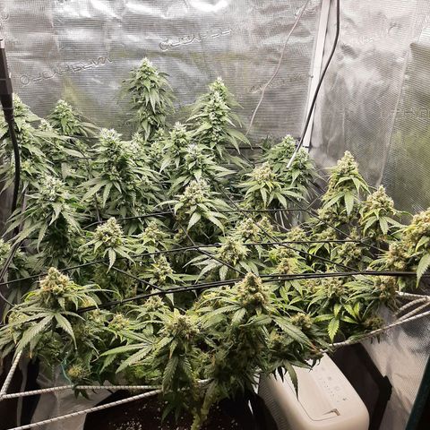 Gelato 44 growlog timeline photo