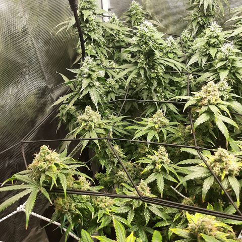 Gelato 44 growlog timeline photo