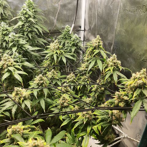 Gelato 44 growlog timeline photo