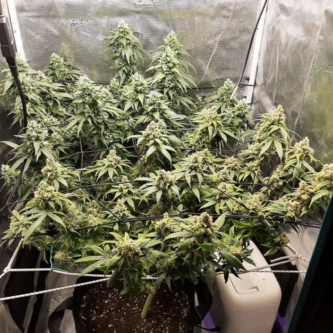 Gelato 44 growlog timeline photo