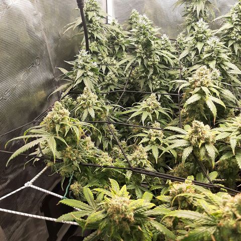 Gelato 44 growlog timeline photo