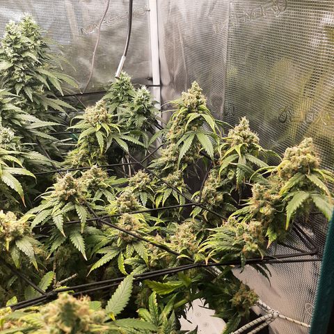Gelato 44 growlog timeline photo