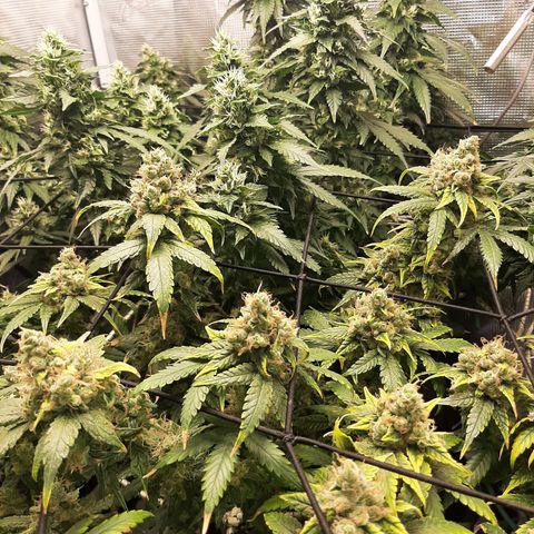 Gelato 44 growlog timeline photo