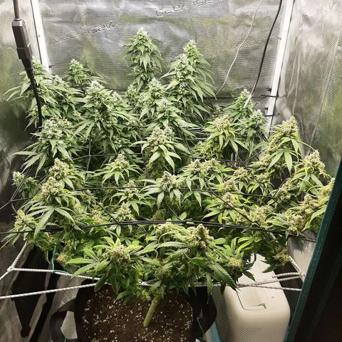 Gelato 44 growlog timeline photo