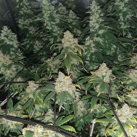 Gelato 44 growlog timeline photo