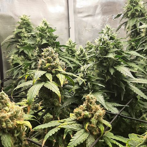 Gelato 44 growlog timeline photo