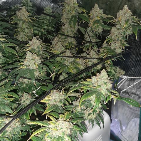 Gelato 44 growlog timeline photo