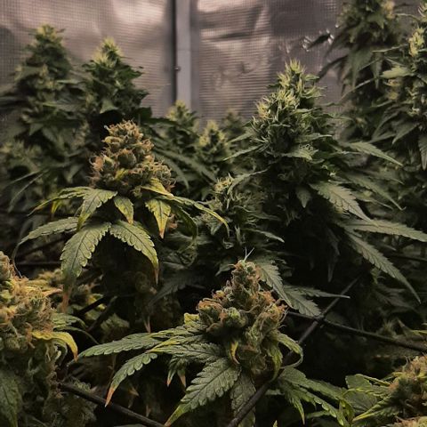 Gelato 44 growlog timeline photo