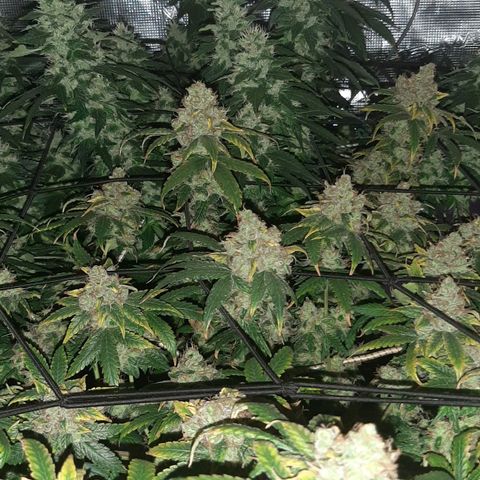 Gelato 44 growlog timeline photo