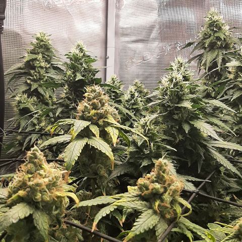 Gelato 44 growlog timeline photo