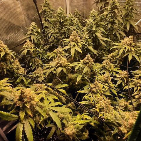 Gelato 44 growlog timeline photo
