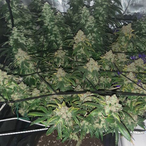 Gelato 44 growlog timeline photo