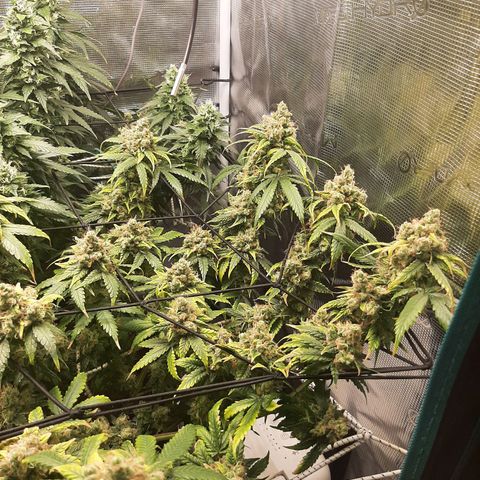 Gelato 44 growlog timeline photo