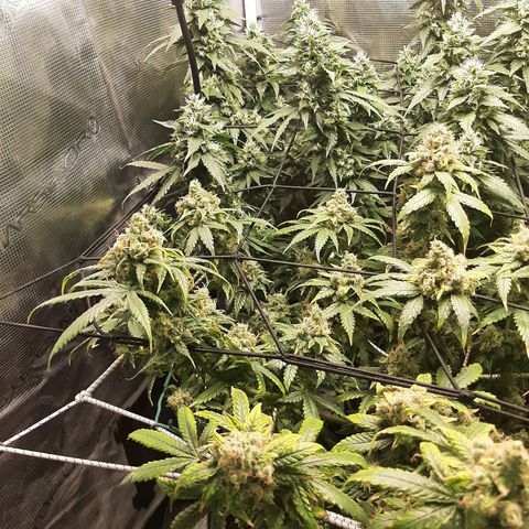 Gelato 44 growlog timeline photo