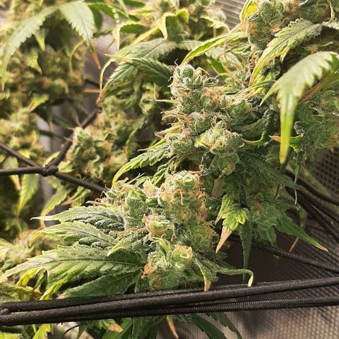 Gelato 44 growlog timeline photo