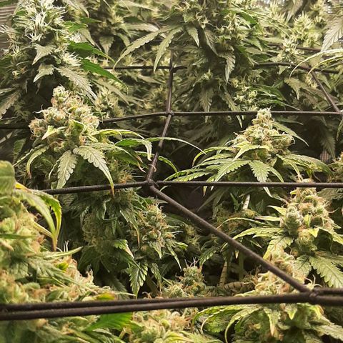 Gelato 44 growlog timeline photo