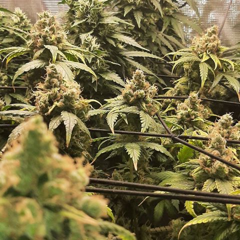 Gelato 44 growlog timeline photo
