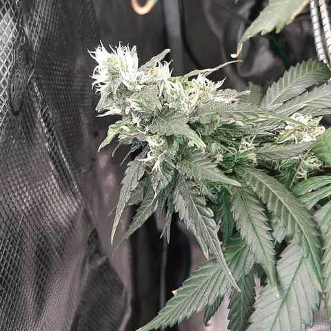Gelato 44 growlog timeline photo