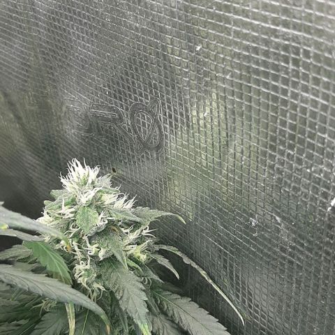 Gelato 44 growlog timeline photo
