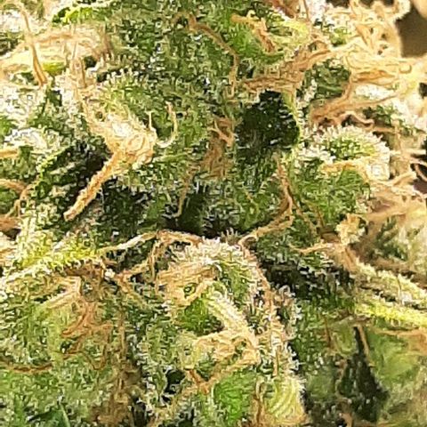 Gelato 44 growlog timeline photo