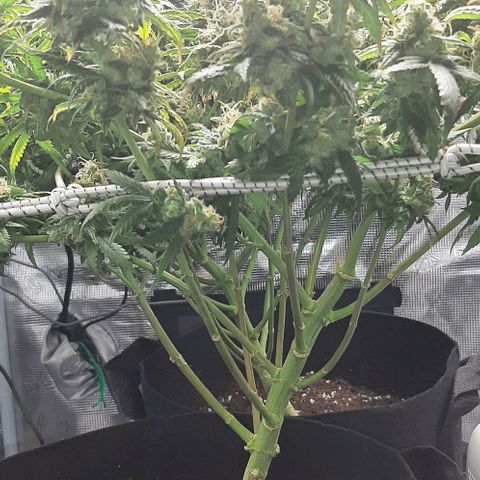 Gelato 44 growlog timeline photo