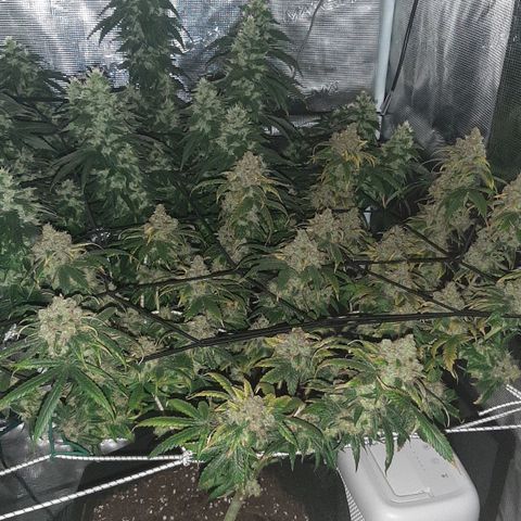 Gelato 44 growlog timeline photo