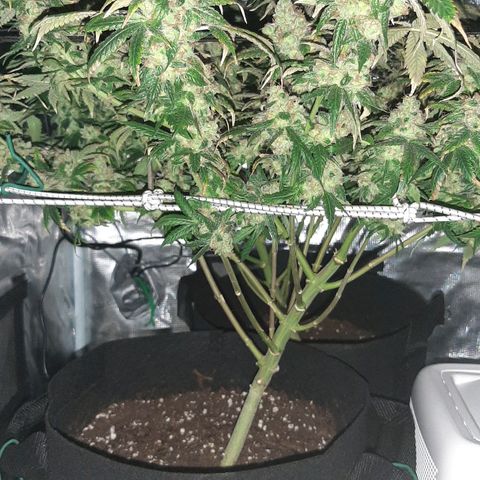 Gelato 44 growlog timeline photo